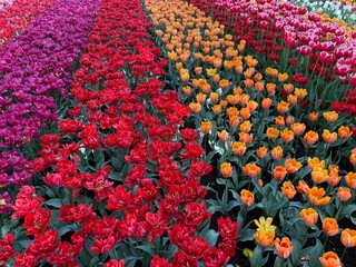 colorful tulips in the garden