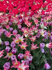 red and purple  flowers tulips. Infinity. Tulips fields. Flower background. Bright