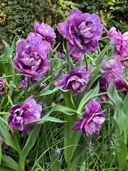 purple tulips in the garden. Flower background. Tulip fields