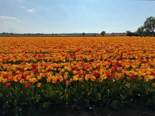 red and yellow tulips field