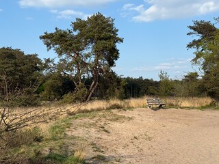 Bench near the pine. Sand. Calmness