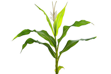 Fototapeta premium A vibrant green corn plant showcasing healthy leaves and developing tassels. set against a blurred agricultural background. ideal for illustrating growth and farming concepts