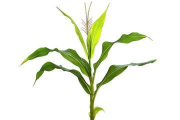 A vibrant green corn plant showcasing healthy leaves and developing tassels. set against a blurred agricultural background. ideal for illustrating growth and farming concepts
