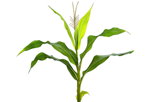 A vibrant green corn plant showcasing healthy leaves and developing tassels. set against a blurred agricultural background. ideal for illustrating growth and farming concepts