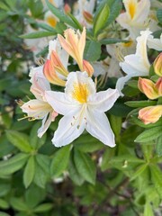 bouquet of white flowers. Rhododendron 