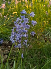 Hyacinthoides hispanica. Hyacinth. Close up. Blue flower. Spring flower