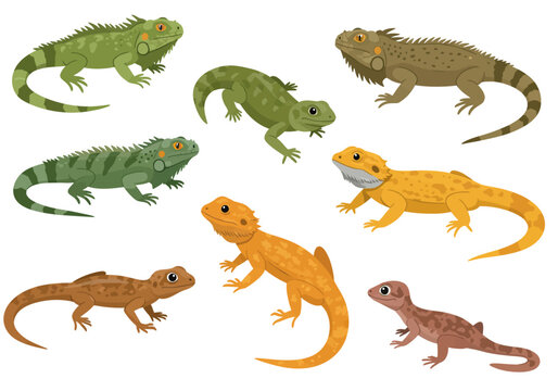Colorful Reptilian Diversity A Collection of Various Lizard Species Illustrations