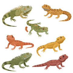 Diverse Lizards Collection Green Iguana Orange Bearded Dragon and Others