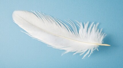 Obraz premium Elegantly Captured Single White Feather Photography