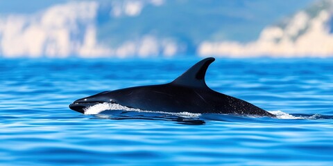 Obraz premium photo of minke whale