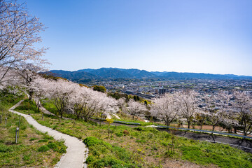 東光山公園の桜と出水市の街並み