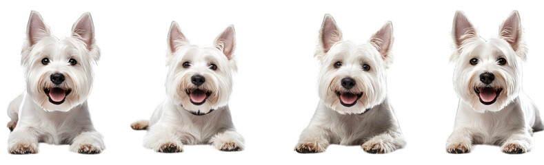 Four cheerful small dogs lying side by side on a white background. showcasing their playful expressions and fluffy fur. ideal for pet-related content or advertising