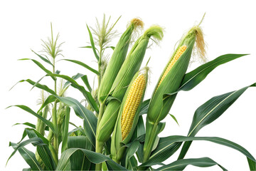 Fresh yellow corn on the stalk with leaves, agriculture harvest close up.