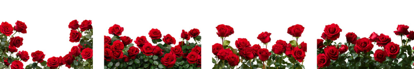 An eliment set of Bunch of red roses frame border for text and design for International Women's Day. Mother's Day with copy space, isolated on a transparent background PNG 