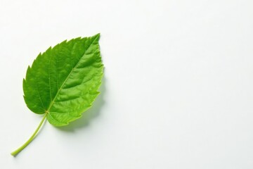 A single isolated leaf with veins on a white surface, botanical, white background, minimalism
