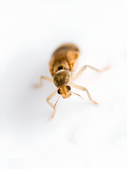 Fototapeta premium Close-up macro view of a small psocoptera booklouse insect, also known as paper mites, isolated on a pure white background, highlighting its delicate features.