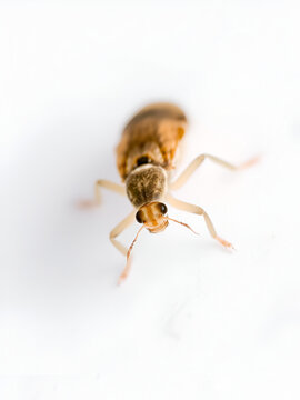 Close-up macro view of a small psocoptera booklouse insect, also known as paper mites, isolated on a pure white background, highlighting its delicate features.
