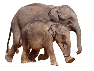 Obraz premium Two elephants walking together on a white background