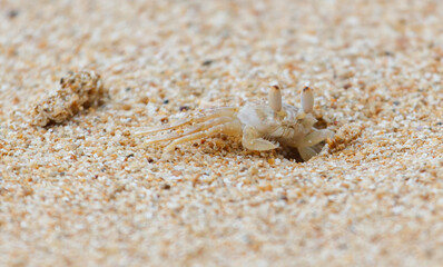 A crab is laying on the sand
