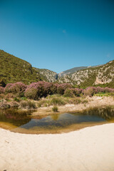 Pink oleander bushes blooming near a small pond in a sardinian valley, creating a picturesque...