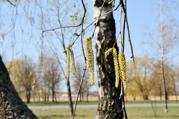pictured on birch catkins in spring