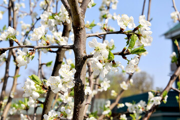 Spring background. Blooming apple tree