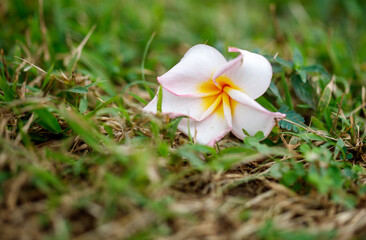 A flower is on the ground in a grassy area