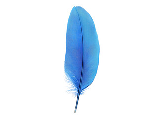 Blue feather loose