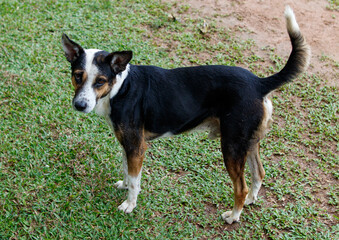A dog is standing on a grassy area with its tail wagging