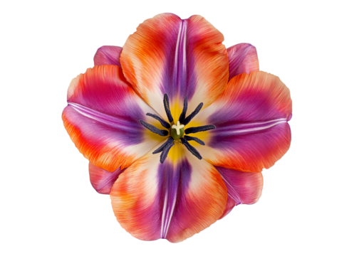 Freisteller Tulpen