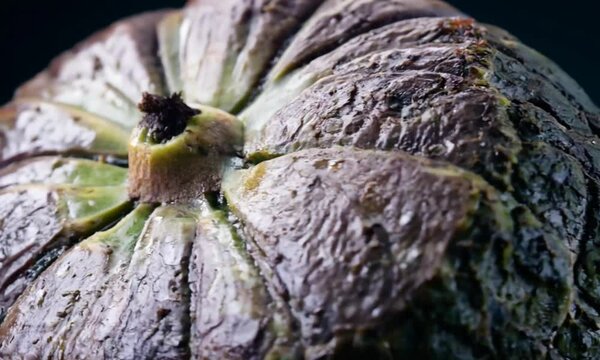 Close-up of a ripe, textured pumpkin showcasing its natural beauty against a dark backdrop