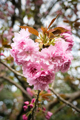 4月に咲く満開の綺麗なピンクの八重桜