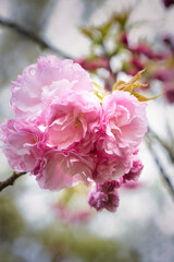 Obraz premium 4月に咲く満開の綺麗なピンクの八重桜