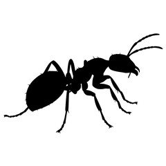 Black Silhouette of an Ant Isolated on White Background