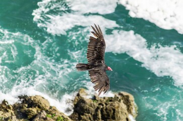 Turkey Vultures in flight