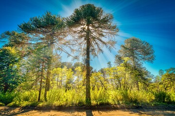 autumn trees in the forest