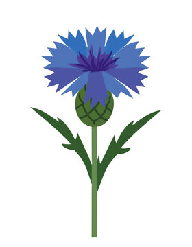 Illustration of a cornflower with stem and leaves on a transparent background