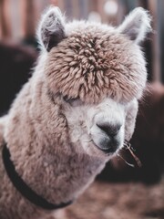 close up of a white alpaca