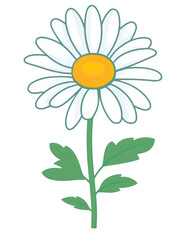 Simple flat illustration of a daisy flower isolated on a transparent background