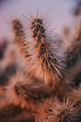 close up of cactus