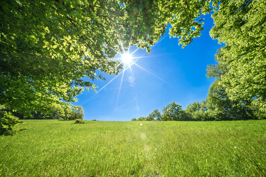 A Cheerful, Sunny Day with a Clear Blue Sky Complemented by Lush Green Grass and Dense Leaves