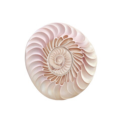 Obraz premium Intricate Spiral of a Nautilus Shell A Study in Natural Geometry