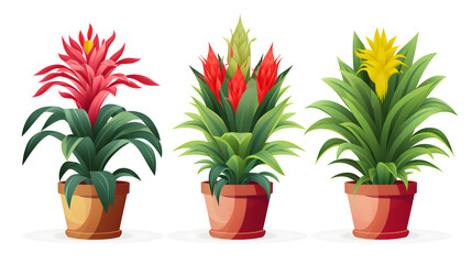 Obraz premium Professional Banner Template Featuring Guzmania Indoor Plant in Pot for Home Decor Visuals