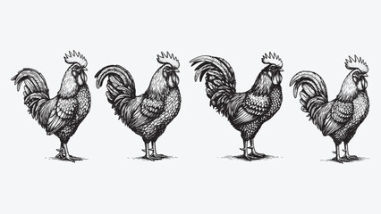 Proud rooster standing tall engraved in vintage woodcut style showing feathers and bold posture