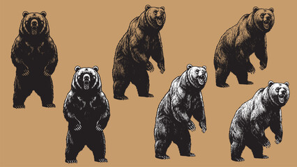Big standing bear or Grizzly. Hand drawn vector illustration set. Vintage image of a wild animal. © Gabut Stock
