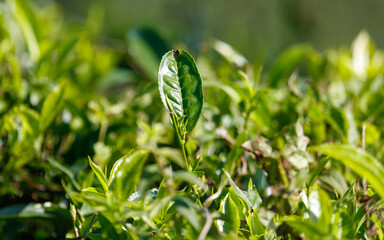 Close-up of bright green colored green Ceylon tea leaves.