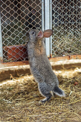 Grey Rabbit Standing Upright at Hutch Door. Agritourism.