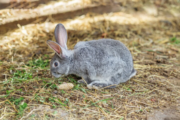 Gray rabbit foraging in a barn on a sunny afternoon