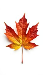 Single leaf of maple tree isolated on white background, maple, greenery