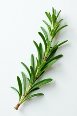 Obraz premium Sprig of fresh rosemary sprigs on a white surface, flowers, plant life, rosemary